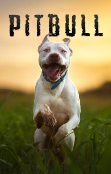 Pitbull Pitbull
