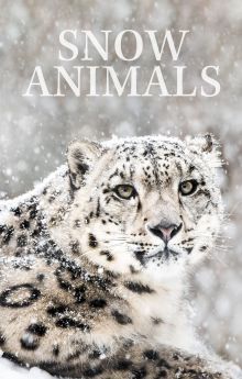 Snow Animals Snow Animals