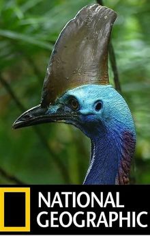 Dino Bird Dino Bird