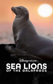 Sea Lions of the Galapagos Sea Lions of the Galapagos